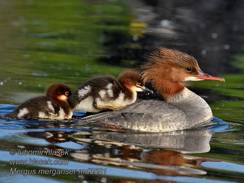 カワアイサ Mergus merganser