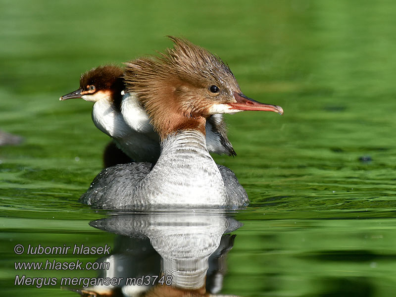 비오리 Mergus merganser