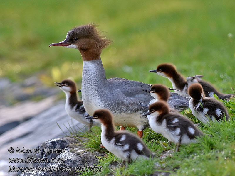 Χηνοπρίστης Mergus merganser