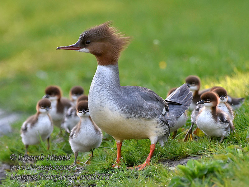 Merganso-grande Mergus merganser