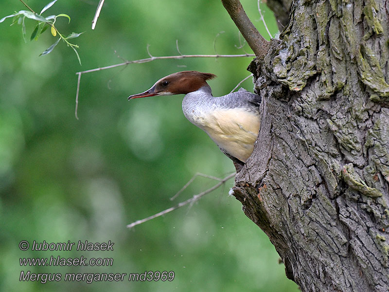 Великий крохаль Mergus merganser