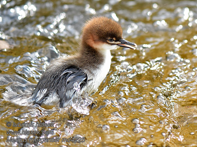 Büyük tarakdiş Mergus merganser