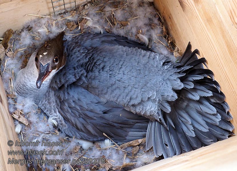 Nurogęś Mergus merganser