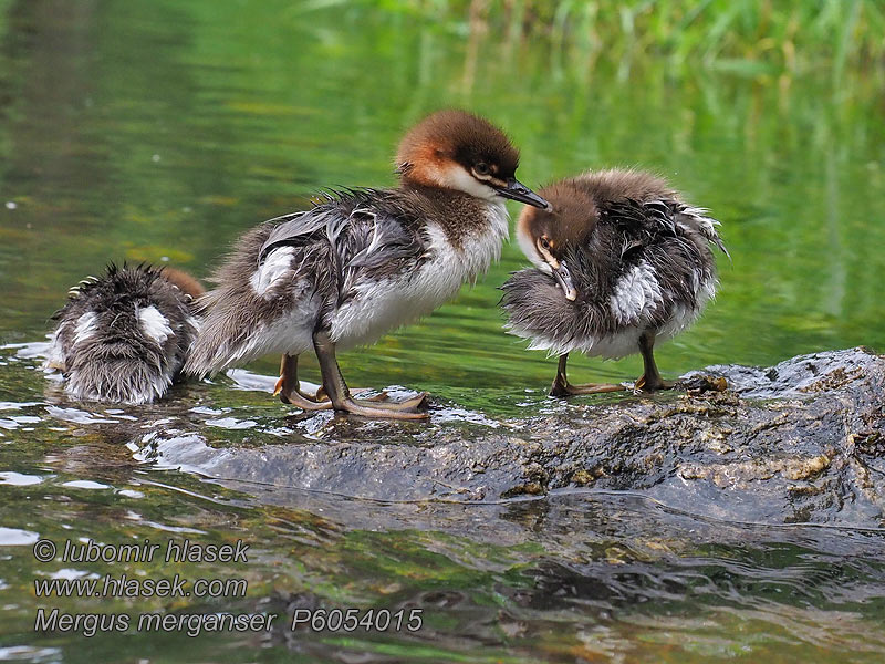 Jääkoskel Mergus merganser