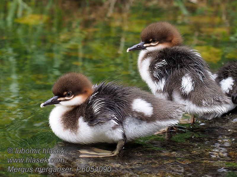 Mergus merganser