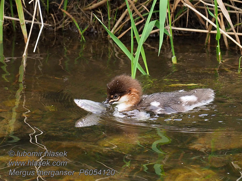 Goosander