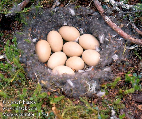 Mergus serrator Red-breasted Merganser Toppet skallesluger Tukkakoskelo Harle huppé Middelste Zaagbek Smergo minore Örvös bukó Mittelsäger Szlachar Potápač dlhozobý Morčák prostřední Serrata Mediana Småskrake 紅胸秋沙鴨 Длинноносый крохаль ウミアイサ البلقشة حمراء الصدر 바다비오리 Σκουφοπρίστης Merganso-de-poupa Довгоносий Середній крохаль Tarakdiş מרגון בינוני