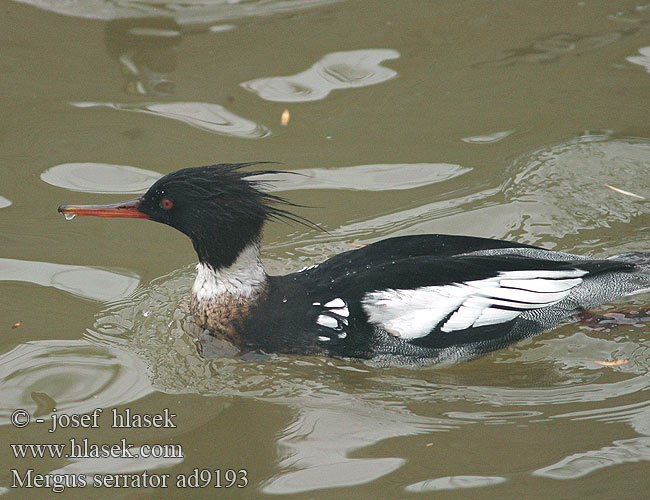 Mergus serrator Red-breasted Merganser Toppet skallesluger Tukkakoskelo Harle huppé Middelste Zaagbek Smergo minore Örvös bukó Mittelsäger Szlachar Potápač dlhozobý Morčák prostřední Serrata Mediana Småskrake 紅胸秋沙鴨 Длинноносый крохаль ウミアイサ البلقشة حمراء الصدر 바다비오리 Σκουφοπρίστης Merganso-de-poupa Довгоносий Середній крохаль Tarakdiş מרגון בינוני