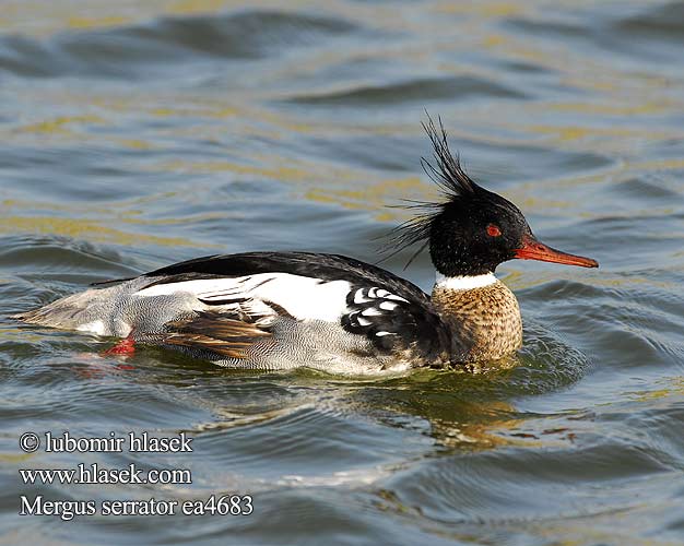 מרגון בינוני Mergus serrator Red-breasted Merganser Toppet skallesluger Tukkakoskelo Harle huppé Middelste Zaagbek Smergo minore Örvös bukó Mittelsäger Szlachar Potápač dlhozobý Morčák prostřední Serrata Mediana Småskrake 紅胸秋沙鴨 Длинноносый крохаль ウミアイサ البلقشة حمراء الصدر 바다비오리 Σκουφοπρίστης Merganso-de-poupa Довгоносий Середній крохаль Tarakdiş