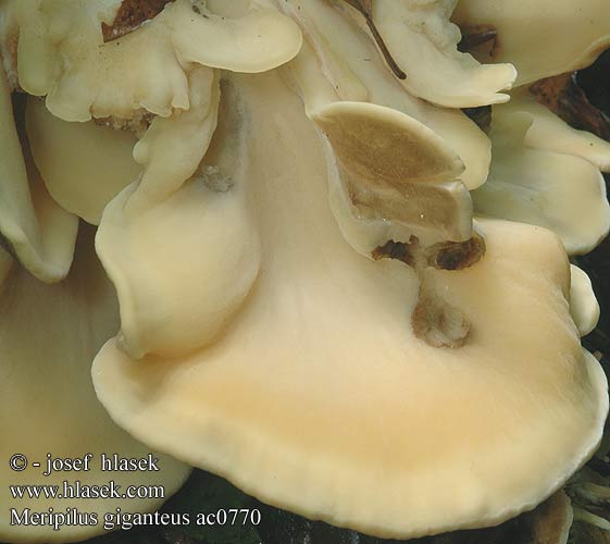 Meripilus giganteus Kæmpeporesvamp Riesen-Porling Riesenporling Polypore géant Poliporo gigante Flagowiec olbrzymi Мерипилус гигантский Оријашки жбунац Jätteticka Vějířovec obrovský Vejárovec obrovský Reuzenzwam Orijaška zrašćenka Óriás likacsgomba Storkjuke