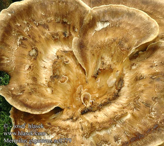 Meripilus giganteus Polypore géant Poliporo gigante Flagowiec olbrzymi Мерипилус гигантский Оријашки жбунац Jätteticka Vějířovec obrovský Vejárovec obrovský Reuzenzwam Orijaška zrašćenka Óriás likacsgomba Storkjuke Kæmpeporesvamp Riesen-Porling Riesenporling