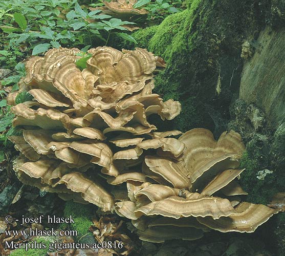 Storkjuke Kæmpeporesvamp Riesen-Porling Riesenporling Polypore géant Poliporo gigante Flagowiec olbrzymi Мерипилус гигантский Оријашки жбунац Jätteticka Meripilus giganteus Vějířovec obrovský Vejárovec obrovský Reuzenzwam Orijaška zrašćenka Óriás likacsgomba