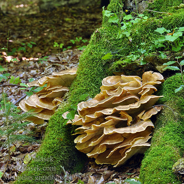 Riesen-Porling Riesenporling Polypore géant Poliporo gigante Flagowiec olbrzymi Мерипилус гигантский Оријашки жбунац Jätteticka Meripilus giganteus Vějířovec obrovský Vejárovec obrovský Reuzenzwam Orijaška zrašćenka Óriás likacsgomba Storkjuke Kæmpeporesvamp