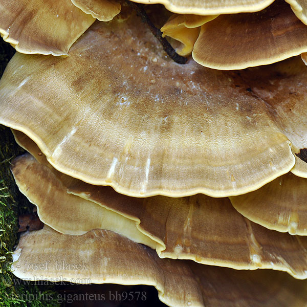 Poliporo gigante Flagowiec olbrzymi Мерипилус гигантский Оријашки жбунац Jätteticka Meripilus giganteus Vějířovec obrovský Vejárovec obrovský Reuzenzwam Orijaška zrašćenka Óriás likacsgomba Storkjuke Kæmpeporesvamp Riesen-Porling Riesenporling Polypore géant