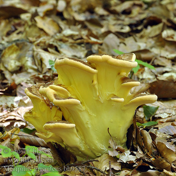 Flagowiec olbrzymi Мерипилус гигантский Оријашки жбунац Jätteticka Meripilus giganteus Vějířovec obrovský Vejárovec obrovský Reuzenzwam Orijaška zrašćenka Óriás likacsgomba Storkjuke Kæmpeporesvamp Riesen-Porling Riesenporling Polypore géant Poliporo gigante