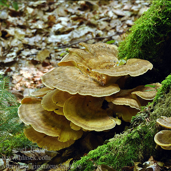 Мерипилус гигантский Оријашки жбунац Jätteticka Meripilus giganteus Vějířovec obrovský Vejárovec obrovský Reuzenzwam Orijaška zrašćenka Óriás likacsgomba Storkjuke Kæmpeporesvamp Riesen-Porling Riesenporling Polypore géant Poliporo gigante Flagowiec olbrzymi