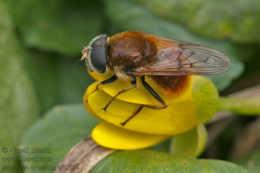 Merodon equestris Pestřenka narcisová