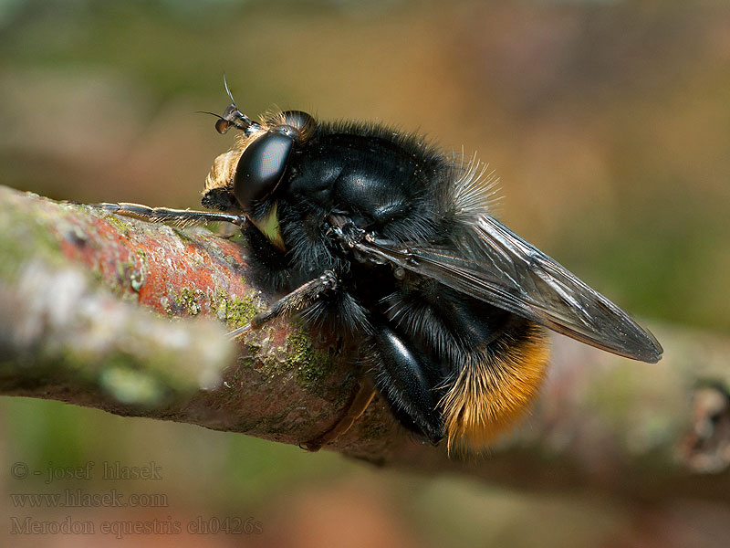 Pestřenka narcisová Merodon equestris