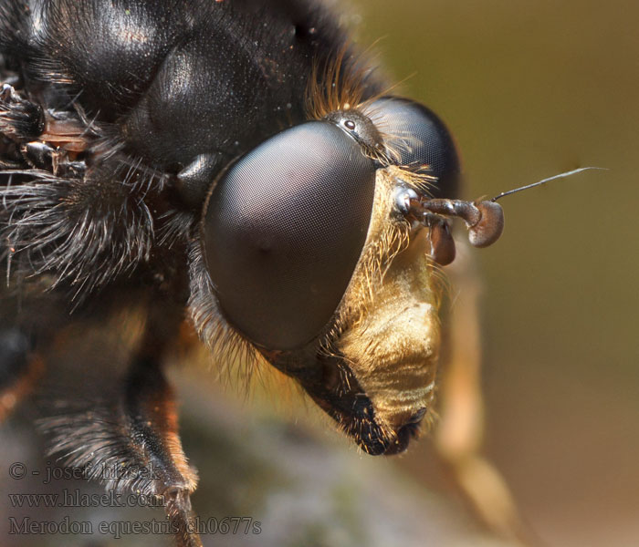 Merodon equestris Pestřenka narcisová Grote narcisvlieg