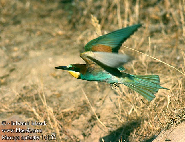 Merops apiaster Bee-eater Bienenfresser Guêpier d'Europe Abejaruco Común Vlha pestrá Biæder Bijeneter Mehiläissyöjä Gruccione Bieter Biätare 黄喉蜂虎 Золотистая щурка ヨアロッパハチクイ القارية Μελισσοφάγος Abelharuco-comum Verdugo Abelharuco Звичайна бджолоїдка Europese Byvreter Arıkuşu שרקרק Včelárik zlatý Żołna Gyurgyalag Mesilasenäpp Čebelar Pčelarica