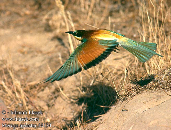 Merops apiaster 10134