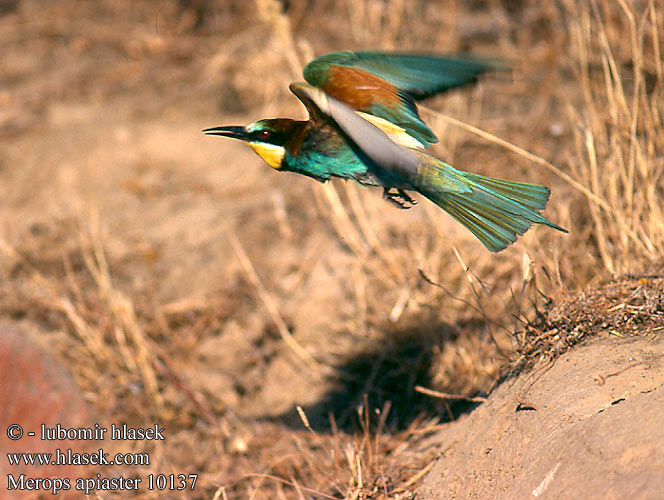 Merops apiaster 10137