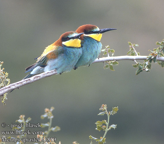 Merops apiaster 11819