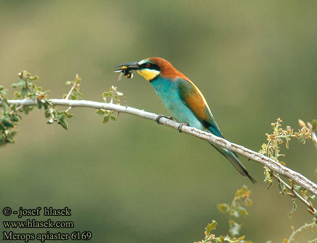 Bee-eater Bienenfresser Guêpier d'Europe Abejaruco Común Vlha pestrá Biæder Bijeneter Mehiläissyöjä Gruccione Bieter Biätare 黄喉蜂虎 Золотистая щурка ヨアロッパハチクイ القارية Μελισσοφάγος Abelharuco-comum Verdugo Abelharuco Звичайна бджолоїдка Europese Byvreter Arıkuşu שרקרק Včelárik zlatý Żołna Gyurgyalag Mesilasenäpp Čebelar Pčelarica Merops apiaster