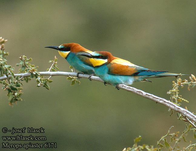 Merops apiaster 6171