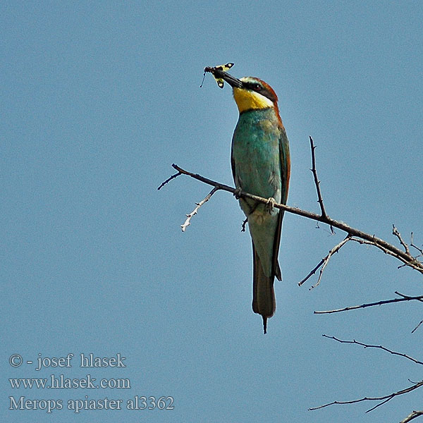 Merops apiaster al3362