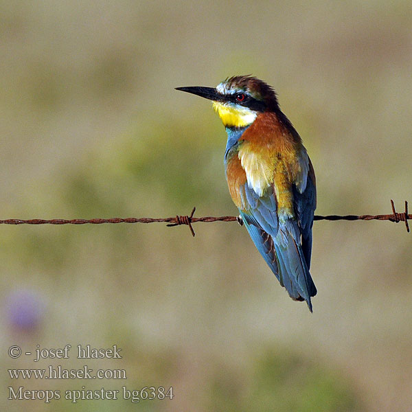 Merops apiaster bg6384