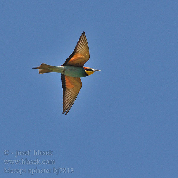 Bee-eater Bienenfresser Guêpier d'Europe Abejaruco Común Vlha pestrá Biæder Bijeneter Mehiläissyöjä Merops apiaster Gruccione Bieter Biätare 黄喉蜂虎 Золотистая щурка ヨアロッパハチクイ القارية Μελισσοφάγος Abelharuco-comum Verdugo Abelharuco Звичайна бджолоїдка Europese Byvreter Arıkuşu שרקרק Včelárik zlatý Żołna Gyurgyalag Mesilasenäpp Čebelar Pčelarica