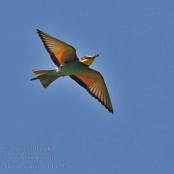 Merops apiaster bj7826