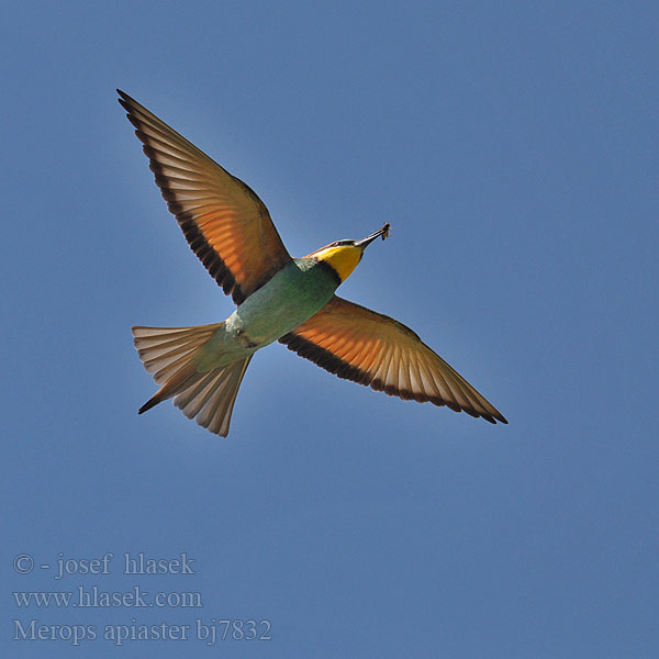 Merops apiaster bj7832