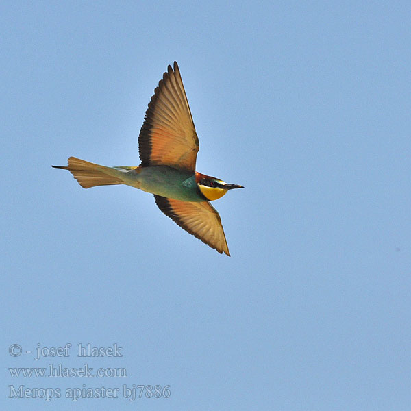 Merops apiaster Gruccione Bieter Biätare 黄喉蜂虎 Золотистая щурка ヨアロッパハチクイ القارية Μελισσοφάγος Abelharuco-comum Verdugo Abelharuco Звичайна бджолоїдка Europese Byvreter Arıkuşu שרקרק Včelárik zlatý Żołna Gyurgyalag Mesilasenäpp Čebelar Pčelarica Bee-eater Bienenfresser Guêpier d'Europe Abejaruco Común Vlha pestrá Biæder Bijeneter Mehiläissyöjä