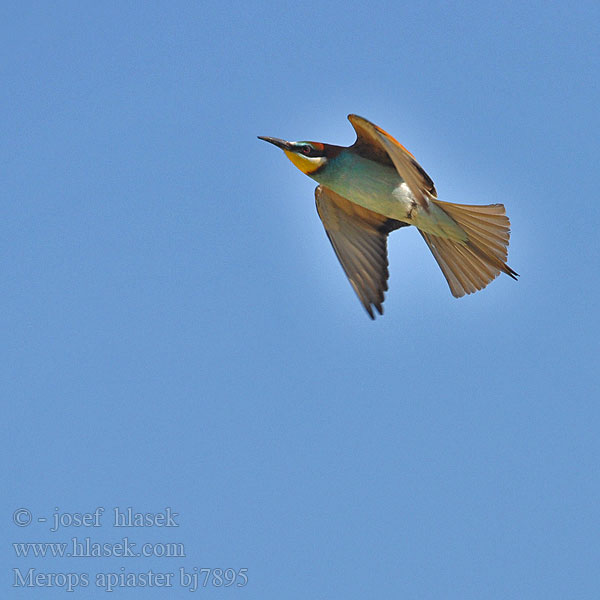 Gruccione Merops apiaster Bieter Biätare 黄喉蜂虎 Золотистая щурка ヨアロッパハチクイ القارية Μελισσοφάγος Abelharuco-comum Verdugo Abelharuco Звичайна бджолоїдка Europese Byvreter Arıkuşu שרקרק Včelárik zlatý Żołna Gyurgyalag Mesilasenäpp Čebelar Pčelarica Bee-eater Bienenfresser Guêpier d'Europe Abejaruco Común Vlha pestrá Biæder Bijeneter Mehiläissyöjä