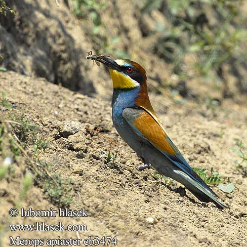 Merops apiaster Bee-eater Bienenfresser Guêpier d'Europe Abejaruco Común Vlha pestrá Biæder Bijeneter Mehiläissyöjä Gruccione Bieter Biätare 黄喉蜂虎 Золотистая щурка ヨアロッパハチクイ القارية Μελισσοφάγος Abelharuco-comum Verdugo Abelharuco Звичайна бджолоїдка Europese Byvreter Arıkuşu שרקרק Včelárik zlatý Żołna  Gyurgyalag Mesilasenäpp Čebelar Pčelarica