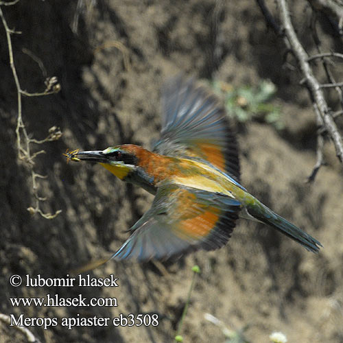 Merops apiaster Gruccione Bieter Biätare 黄喉蜂虎 Золотистая щурка ヨアロッパハチクイ القارية Μελισσοφάγος Abelharuco-comum Verdugo Abelharuco Звичайна бджолоїдка Europese Byvreter Arıkuşu שרקרק Včelárik zlatý Żołna  Gyurgyalag Mesilasenäpp Čebelar Pčelarica Bee-eater Bienenfresser Guêpier d'Europe Abejaruco Común Vlha pestrá Biæder Bijeneter Mehiläissyöjä