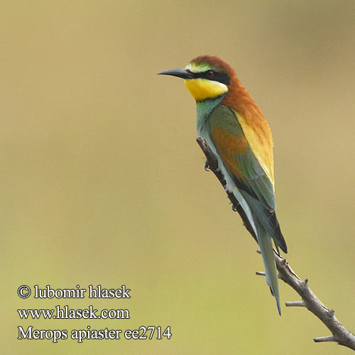 Bee-eater Bienenfresser Guêpier d'Europe Abejaruco Común Vlha pestrá Biæder Bijeneter Mehiläissyöjä Merops apiaster Gruccione Bieter Biätare 黄喉蜂虎 Золотистая щурка ヨアロッパハチクイ القارية Μελισσοφάγος Abelharuco-comum Verdugo Abelharuco Звичайна бджолоїдка Europese Byvreter Arıkuşu שרקרק Včelárik zlatý Żołna  Gyurgyalag Mesilasenäpp Čebelar Pčelarica