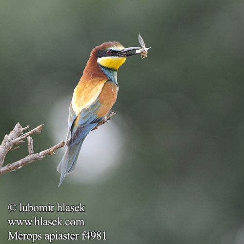 Včelárik zlatý Żołna  Gyurgyalag Mesilasenäpp Čebelar Pčelarica Bee-eater Bienenfresser Guêpier d'Europe Abejaruco Común Vlha pestrá Biæder Bijeneter Mehiläissyöjä Merops apiaster Gruccione Bieter Biätare 黄喉蜂虎 Золотистая щурка ヨアロッパハチクイ القارية Μελισσοφάγος Abelharuco-comum Verdugo Abelharuco Звичайна бджолоїдка Europese Byvreter Arıkuşu שרקרק