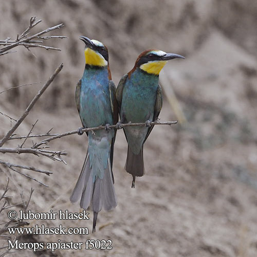 Pčelarica Bee-eater Bienenfresser Guêpier d'Europe Abejaruco Común Vlha pestrá Biæder Bijeneter Mehiläissyöjä Merops apiaster Gruccione Bieter Biätare 黄喉蜂虎 Золотистая щурка ヨアロッパハチクイ القارية Μελισσοφάγος Abelharuco-comum Verdugo Abelharuco Звичайна бджолоїдка Europese Byvreter Arıkuşu שרקרק Včelárik zlatý Żołna  Gyurgyalag Mesilasenäpp Čebelar