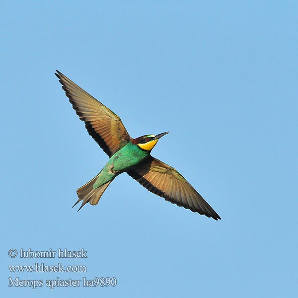 Merops apiaster ha9890