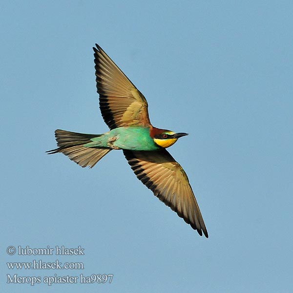 ヨアロッパハチクイ Merops apiaster القارية Золотистая щурка 黄喉蜂虎 Biätare Bieter Μελισσοφάγος Abelharuco-comum Verdugo Abelharuco Звичайна бджолоїдка Europese Byvreter Arıkuşu שרקרק Včelárik zlatý Żołna Gyurgyalag Mesilasenäpp Čebelar Pčelarica Bee-eater Bienenfresser Guêpier d'Europe Abejaruco Común Vlha pestrá Biæder Bijeneter Mehiläissyöjä Gruccione