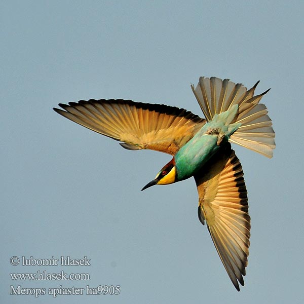 Μελισσοφάγος ヨアロッパハチクイ Merops apiaster القارية Золотистая щурка 黄喉蜂虎 Biätare Bieter Abelharuco-comum Verdugo Abelharuco Звичайна бджолоїдка Europese Byvreter Arıkuşu שרקרק Včelárik zlatý Żołna Gyurgyalag Mesilasenäpp Čebelar Pčelarica Bee-eater Bienenfresser Guêpier d'Europe Abejaruco Común Vlha pestrá Biæder Bijeneter Mehiläissyöjä Gruccione