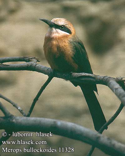 Merops bullockoides White-fronted Bee-Eater Hvidpandet biæder Jokimehiläissyöjä