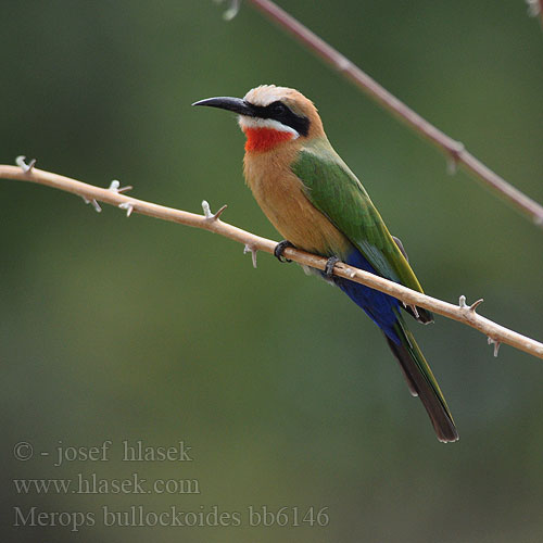 Merops bullockoides bb6146