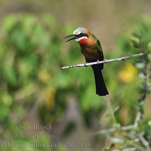 Merops bullockoides bb7198