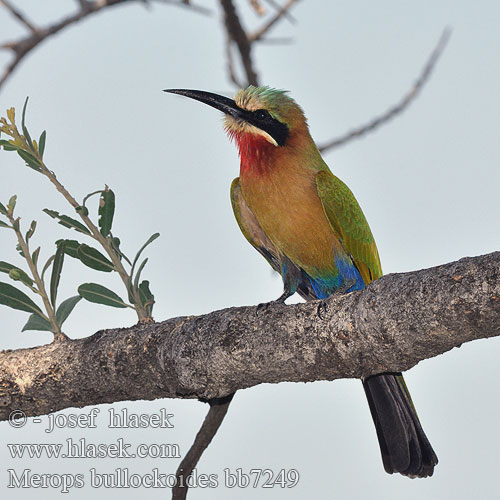 Merops bullockoides bb7249