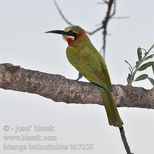 Merops bullockoides bb7250