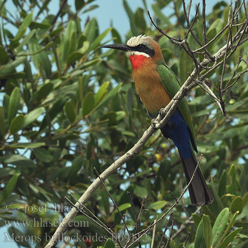 Merops bullockoides bb9112